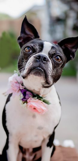[2436x1125]斗牛 宠物 花环 鲜花 苹果手机壁纸图片