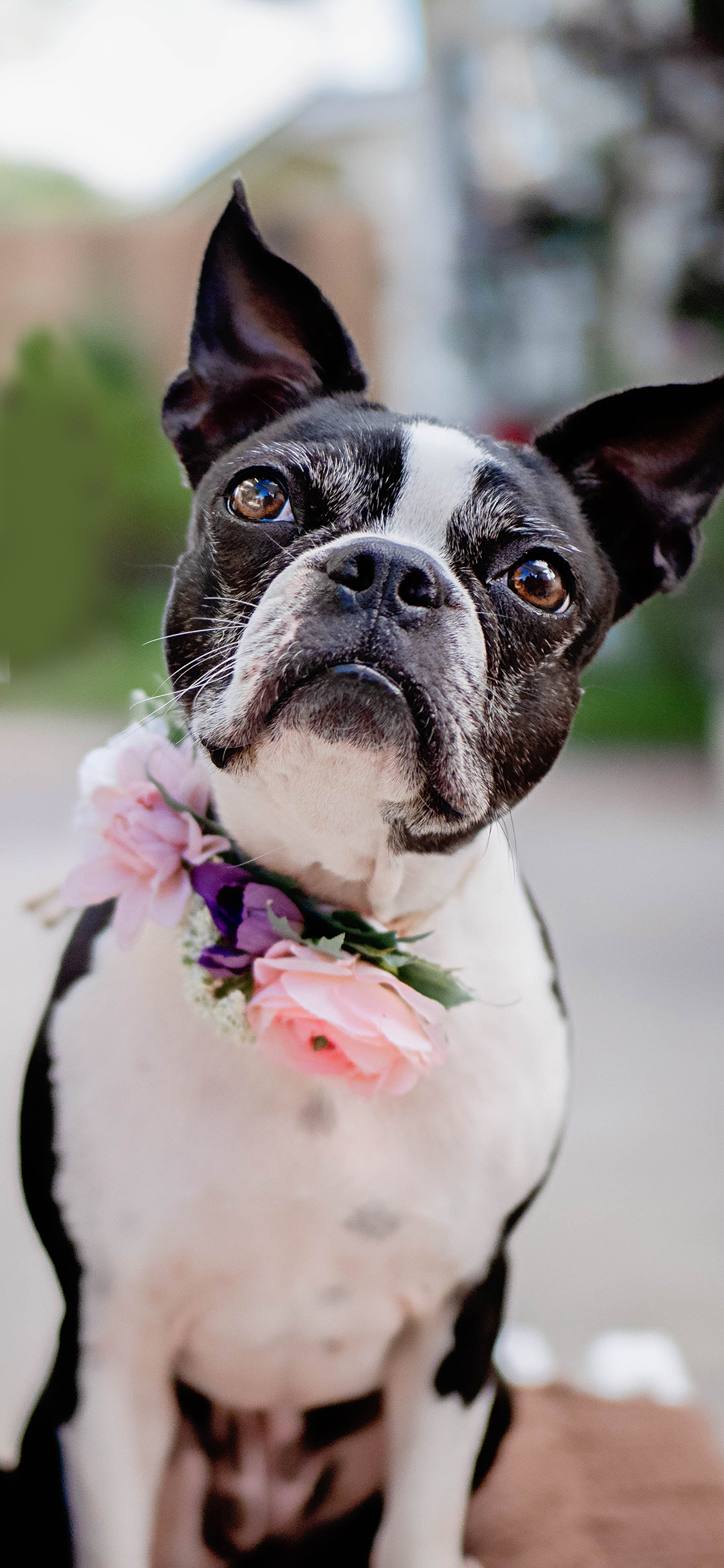 [2436×1125]斗牛 宠物 花环 鲜花 苹果手机壁纸图片