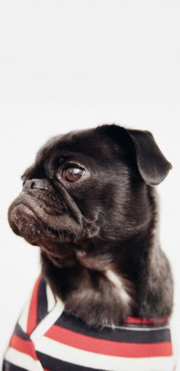 [2436x1125]斗牛 宠物 衣服 犬类 苹果手机壁纸图片