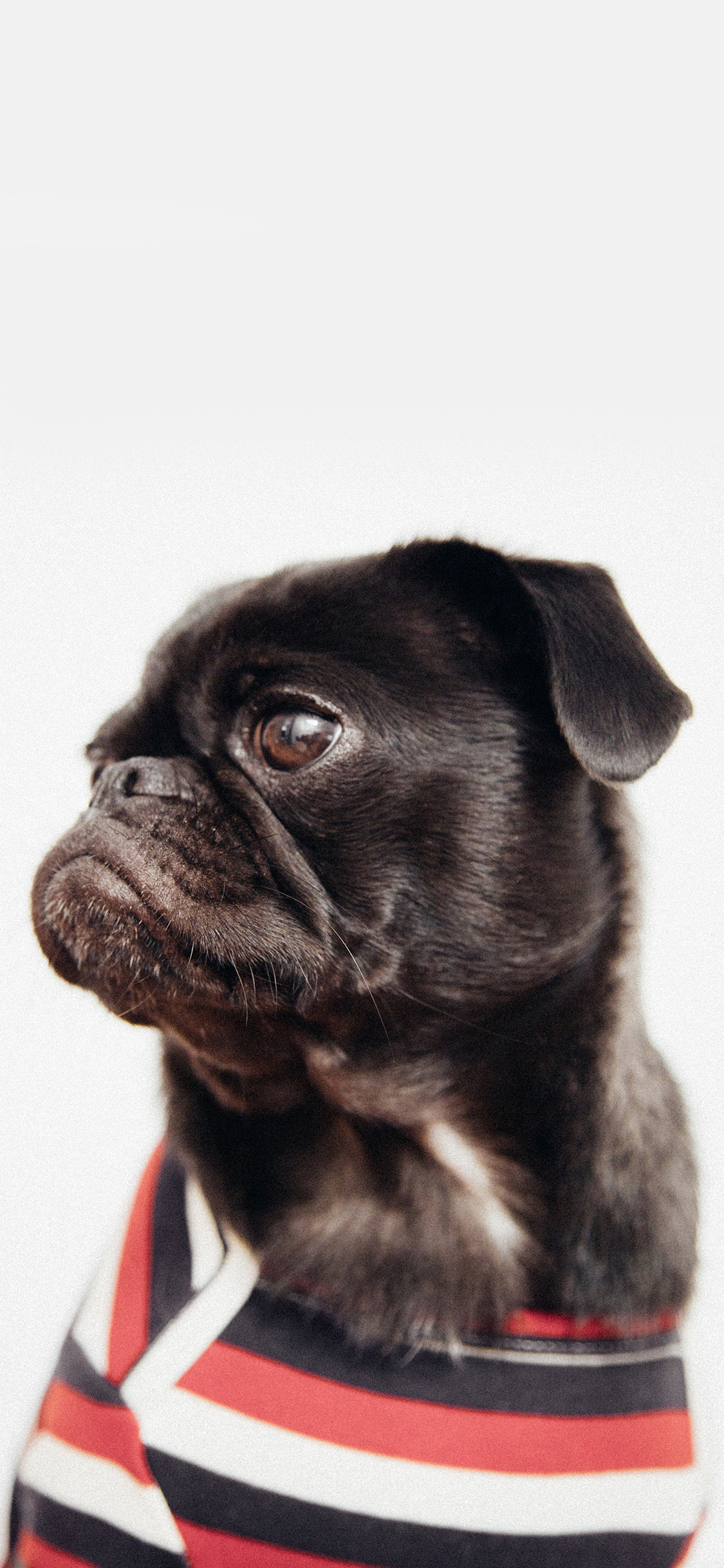 [2436×1125]斗牛 宠物 衣服 犬类 苹果手机壁纸图片