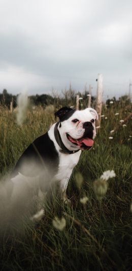 [2436x1125]斗牛 宠物 野外 狗 花圃 苹果手机壁纸图片