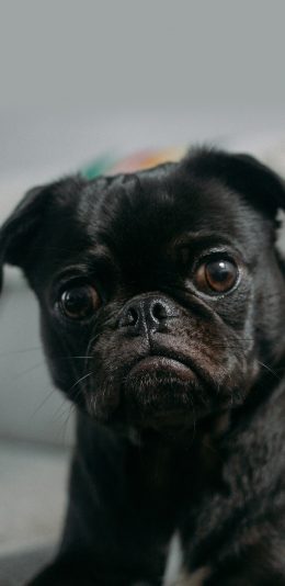 [2436x1125]斗牛 宠物 黑狗 宠物 苹果手机壁纸图片