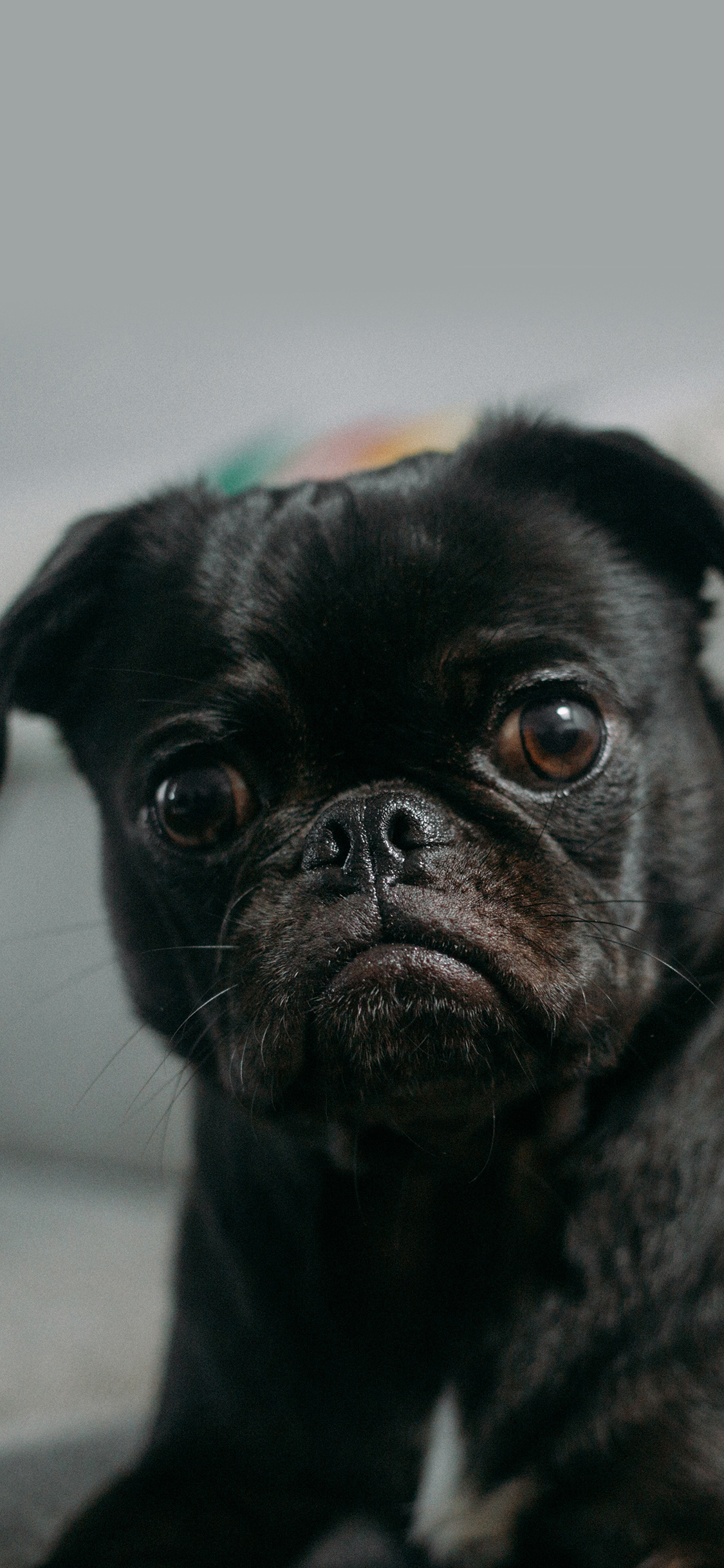 [2436×1125]斗牛 宠物 黑狗 宠物 苹果手机壁纸图片