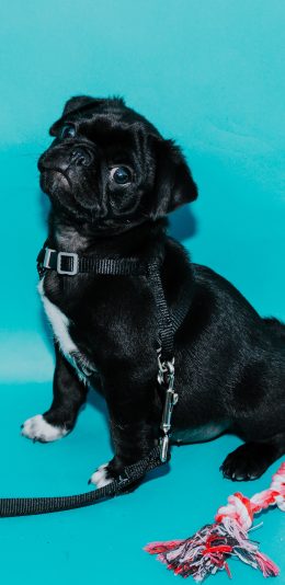[2436x1125]斗牛 宠物 黑狗 牵引绳 苹果手机壁纸图片