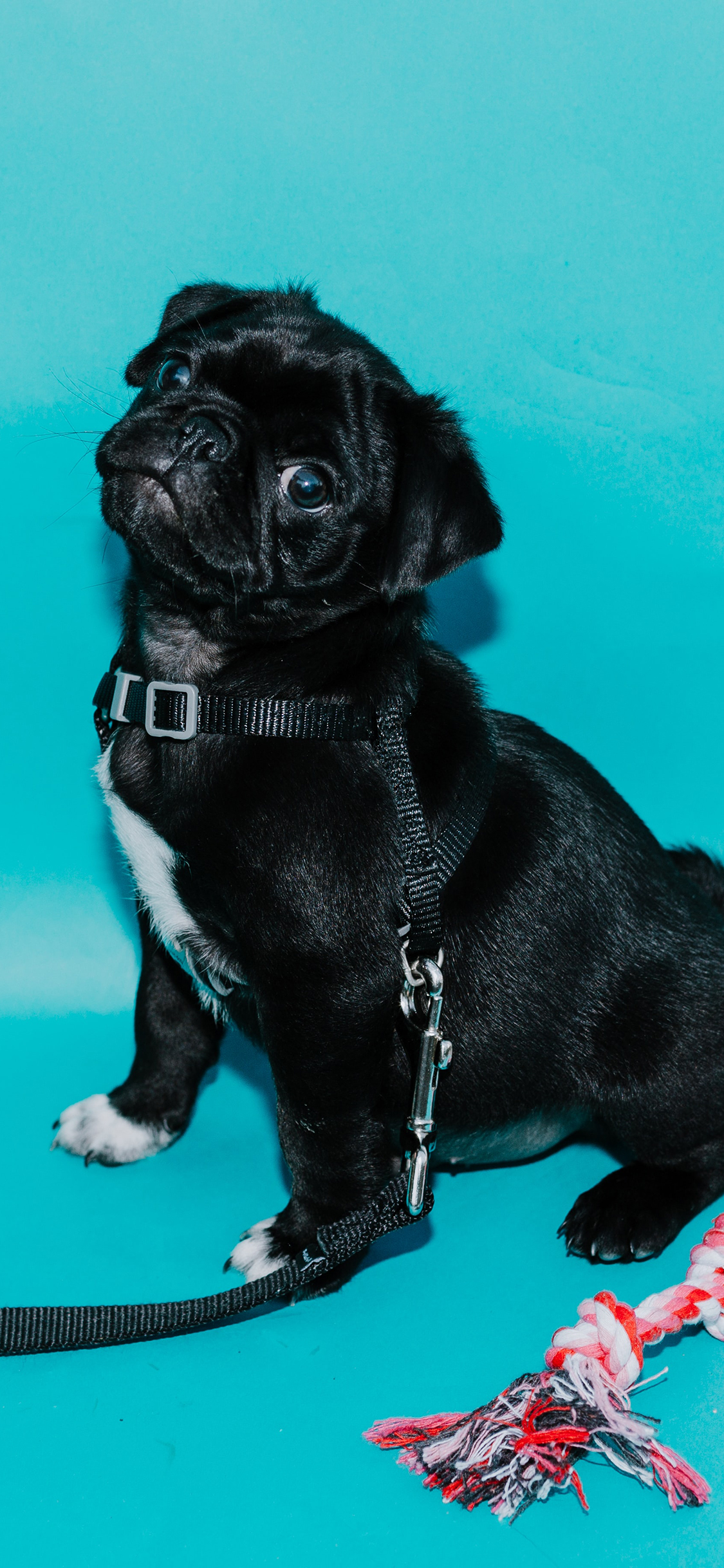 [2436×1125]斗牛 宠物 黑狗 牵引绳 苹果手机壁纸图片