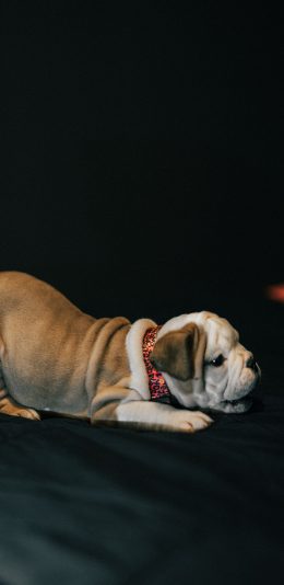 [2436x1125]斗牛 幼仔 可爱 宠物 苹果手机壁纸图片