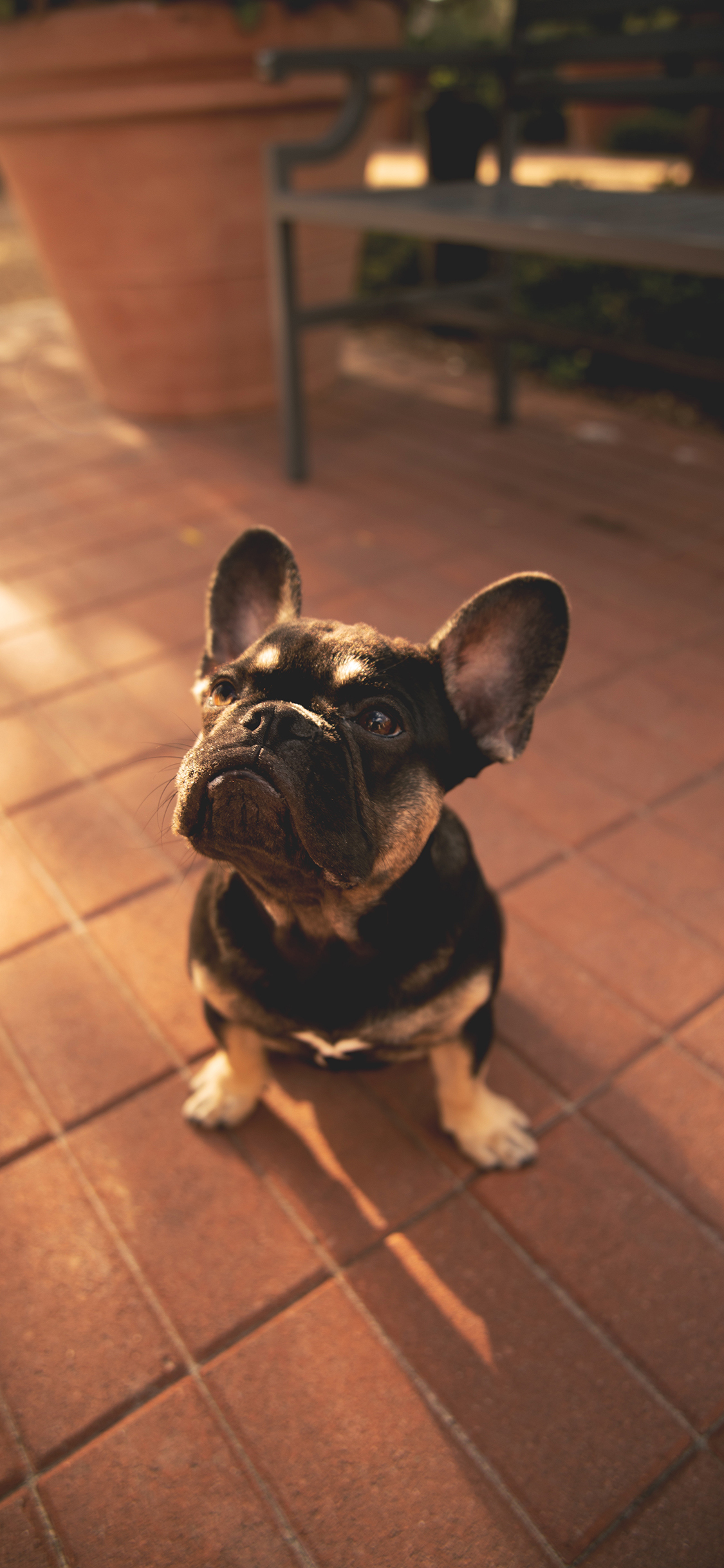 [2436×1125]斗牛 幼仔 小狗 宠物 仰头 苹果手机壁纸图片