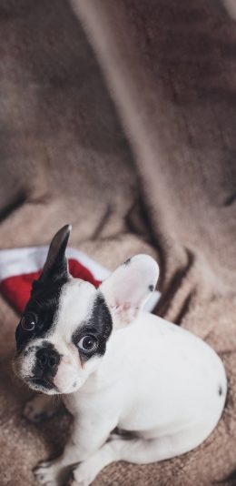 [2436x1125]斗牛 幼犬 宠物 小狗 苹果手机壁纸图片