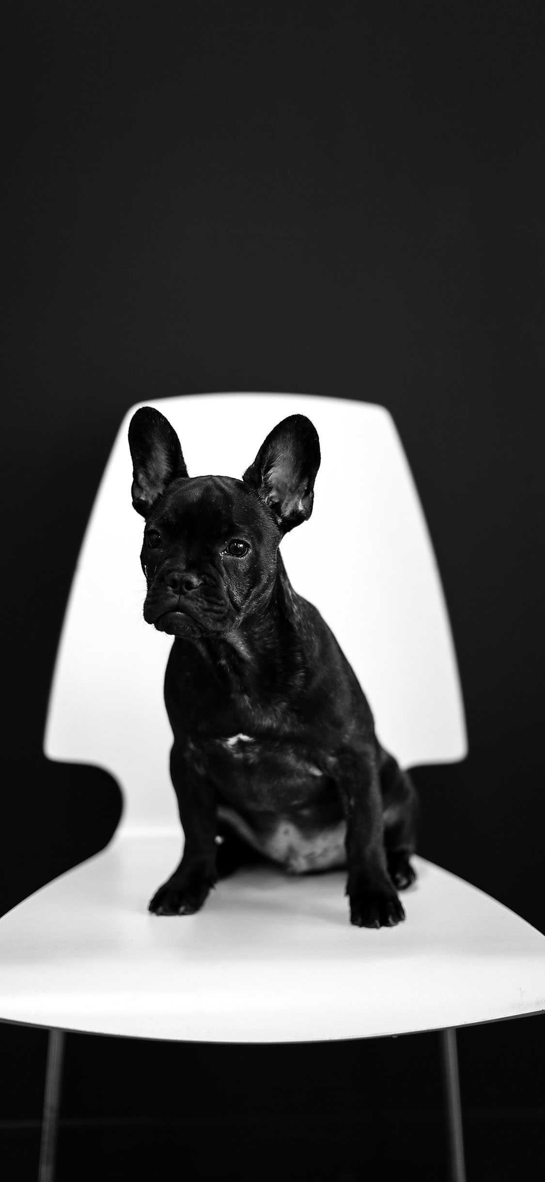 [2436×1125]斗牛 椅子 宠物 黑狗 苹果手机壁纸图片