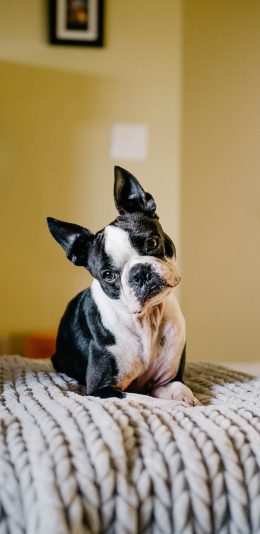 [2436x1125]斗牛 歪头 可爱 宠物 沙发 苹果手机壁纸图片