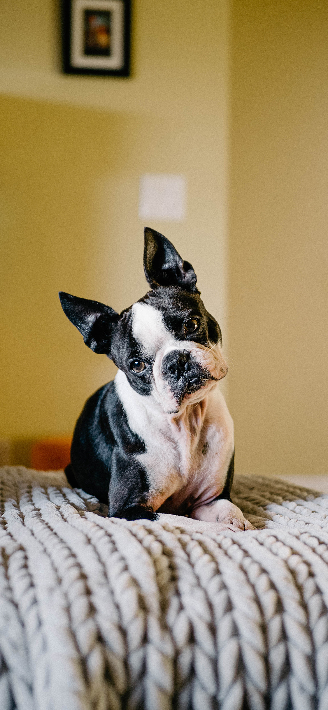 [2436×1125]斗牛 歪头 可爱 宠物 沙发 苹果手机壁纸图片