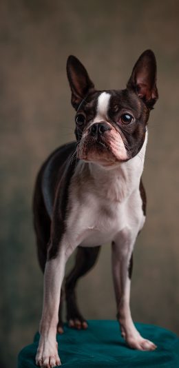 [2436x1125]斗牛 法斗 宠物 犬类 大眼 苹果手机壁纸图片