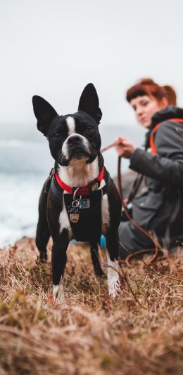 [2436x1125]斗牛 法斗 宠物 项圈 出游 苹果手机壁纸图片
