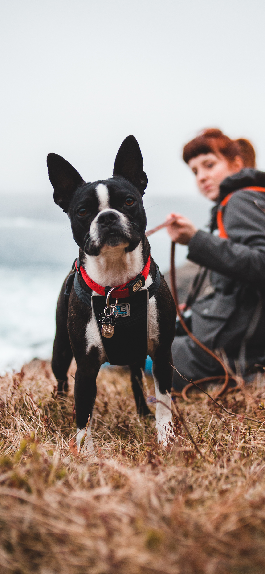 [2436×1125]斗牛 法斗 宠物 项圈 出游 苹果手机壁纸图片