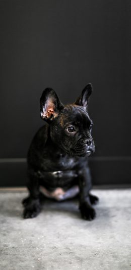 [2436x1125]斗牛 法斗 宠物 黑狗 苹果手机壁纸图片