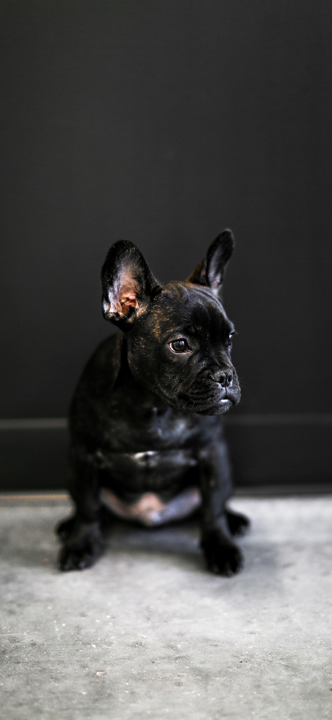 [2436×1125]斗牛 法斗 宠物 黑狗 苹果手机壁纸图片