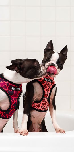 [2436x1125]斗牛 浴室 狗 宠物 亲吻 苹果手机壁纸图片