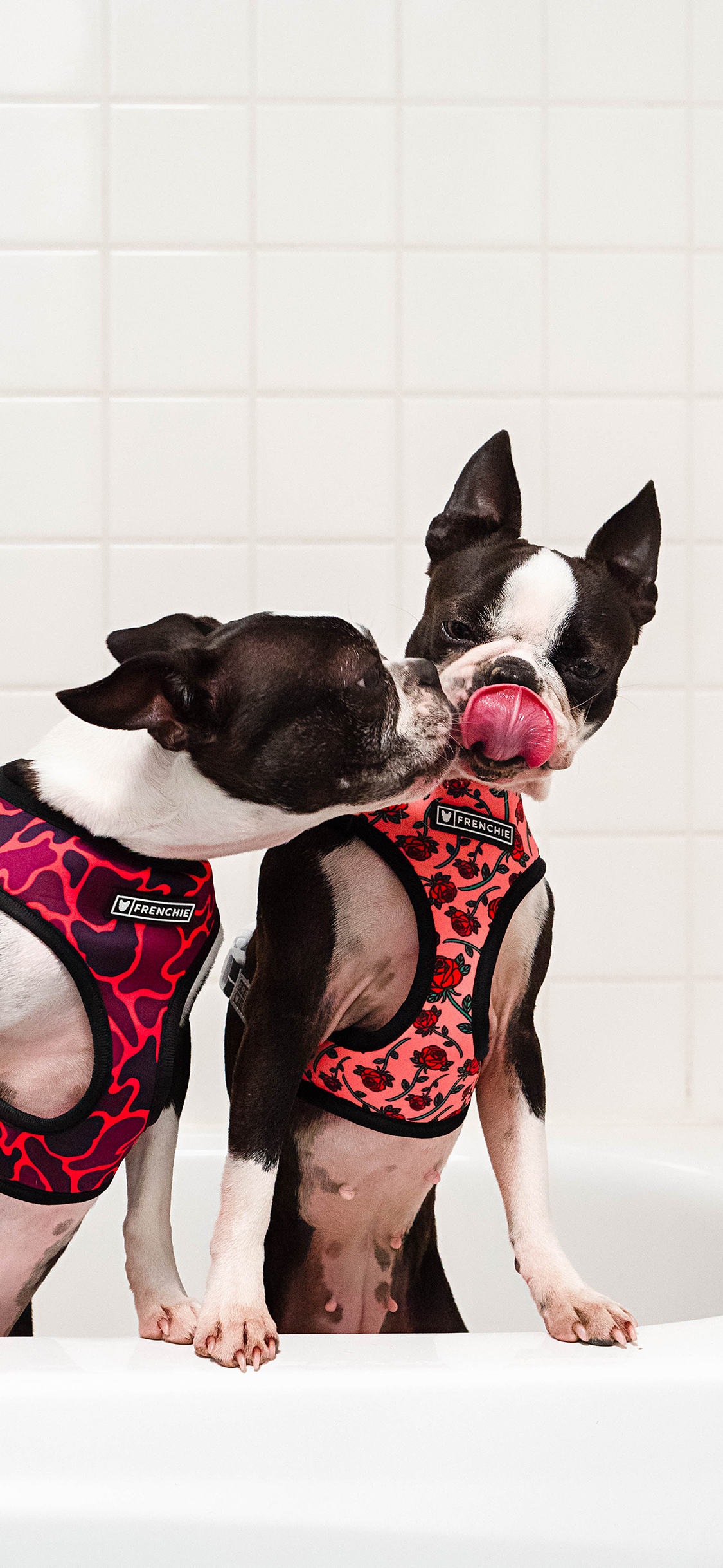 [2436×1125]斗牛 浴室 狗 宠物 亲吻 苹果手机壁纸图片