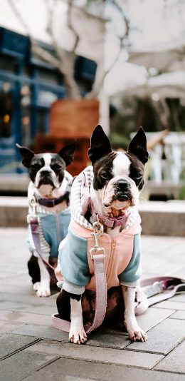 [2436x1125]斗牛 牵引绳 宠物 遛狗 苹果手机壁纸图片