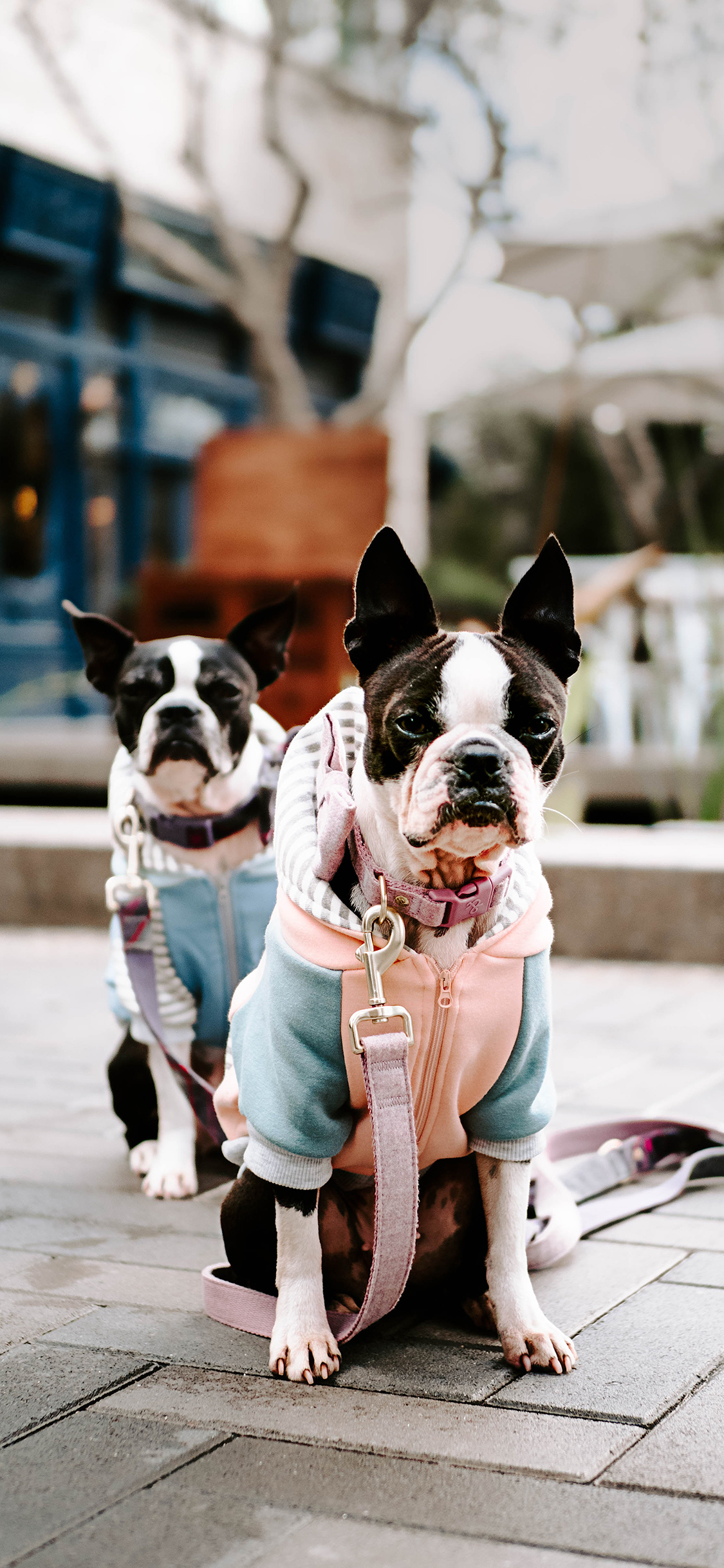 [2436×1125]斗牛 牵引绳 宠物 遛狗 苹果手机壁纸图片