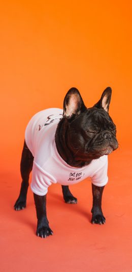 [2436x1125]斗牛 犬 汪星人 狗 宠物 苹果手机壁纸图片