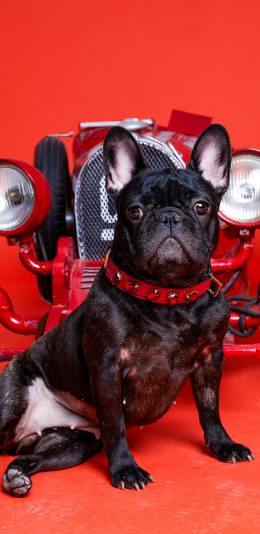 [2436x1125]斗牛 犬 狗 汪星人 宠物 苹果手机壁纸图片