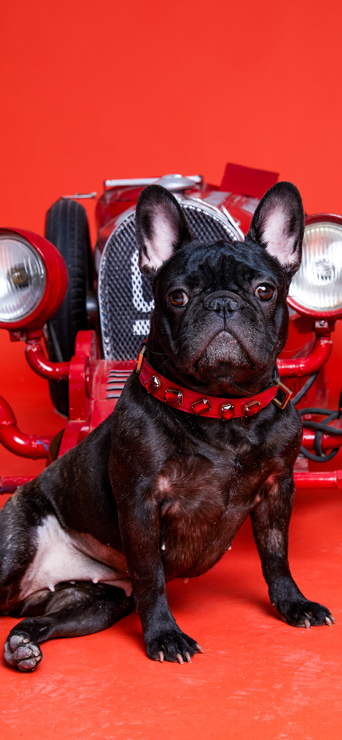 [2436×1125]斗牛 犬 狗 汪星人 宠物 苹果手机壁纸图片