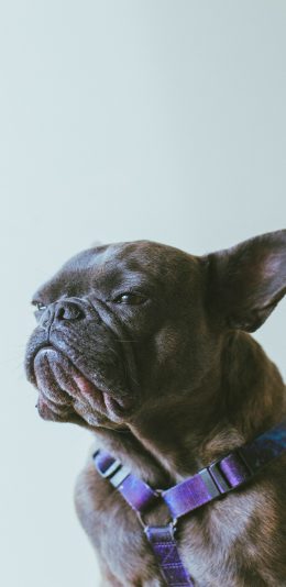 [2436x1125]斗牛 狗 犬类 黑 宠物 苹果手机壁纸图片