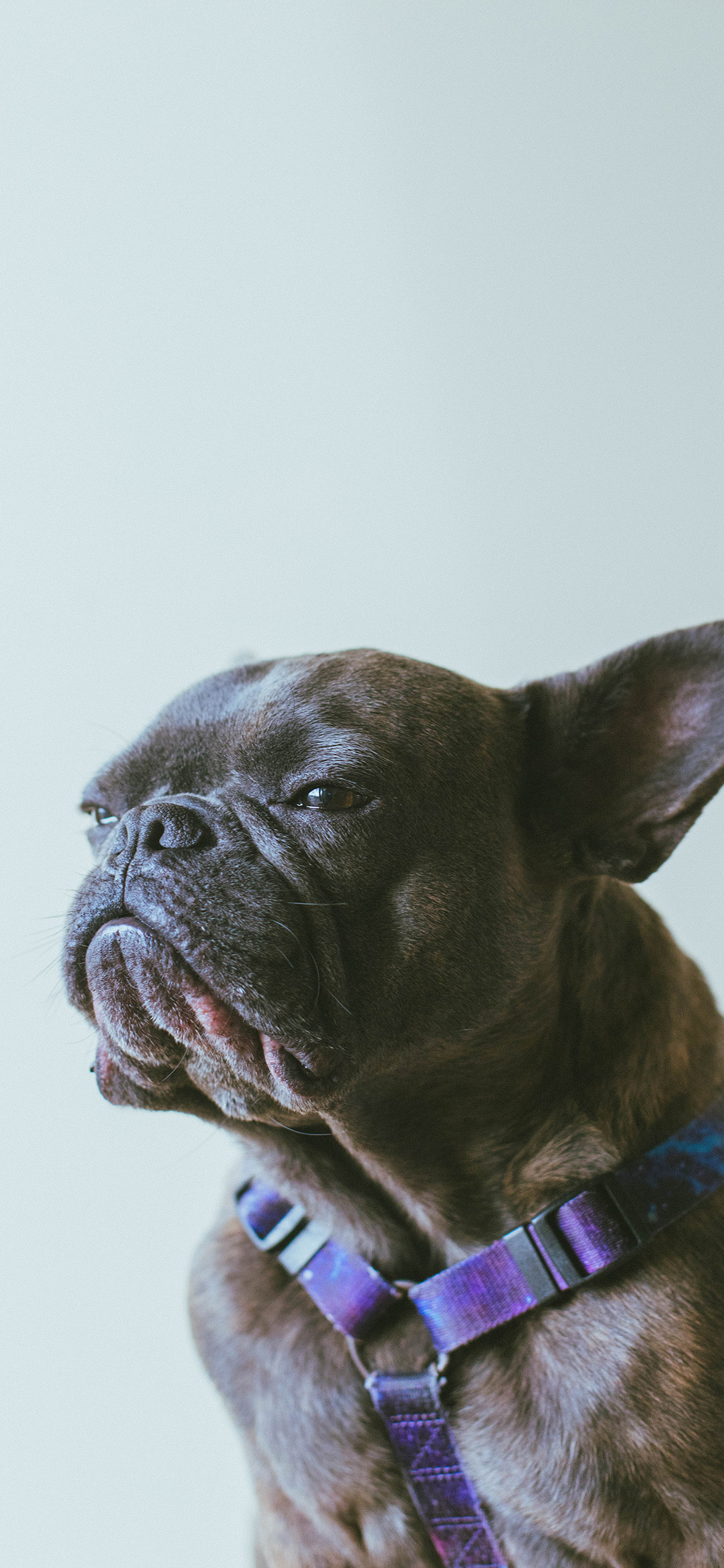 [2436×1125]斗牛 狗 犬类 黑 宠物 苹果手机壁纸图片
