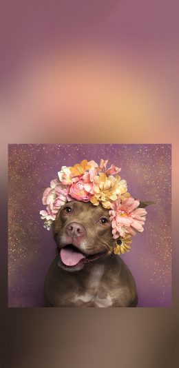 [2436x1125]斗牛 狗 花环 盛开 鲜花 苹果手机壁纸图片