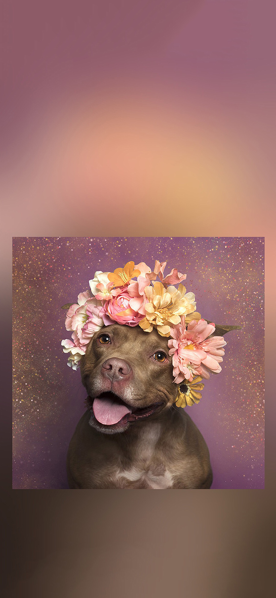 [2436×1125]斗牛 狗 花环 盛开 鲜花 苹果手机壁纸图片