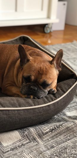 [2436x1125]斗牛 窝 休憩  地板 苹果手机壁纸图片