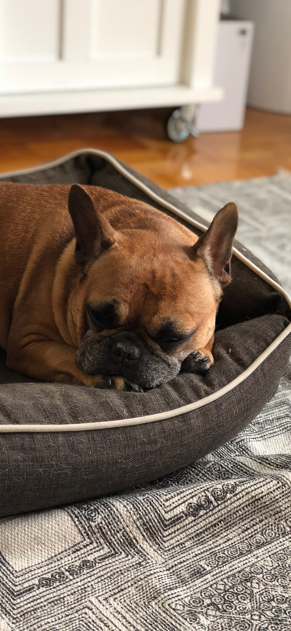 [2436×1125]斗牛 窝 休憩  地板 苹果手机壁纸图片