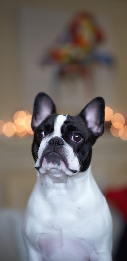 [2436x1125]斗牛 竖耳 宠物 黑白 犬类 苹果手机壁纸图片