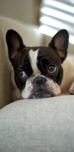 [2436x1125]斗牛 竖耳 沙发 宠物 犬类 苹果手机壁纸图片