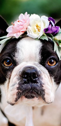 [2436x1125]斗牛 花环 宠物 可爱 纱带 苹果手机壁纸图片