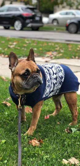 [2436x1125]斗牛 草地 宠物 狗绳 苹果手机壁纸图片