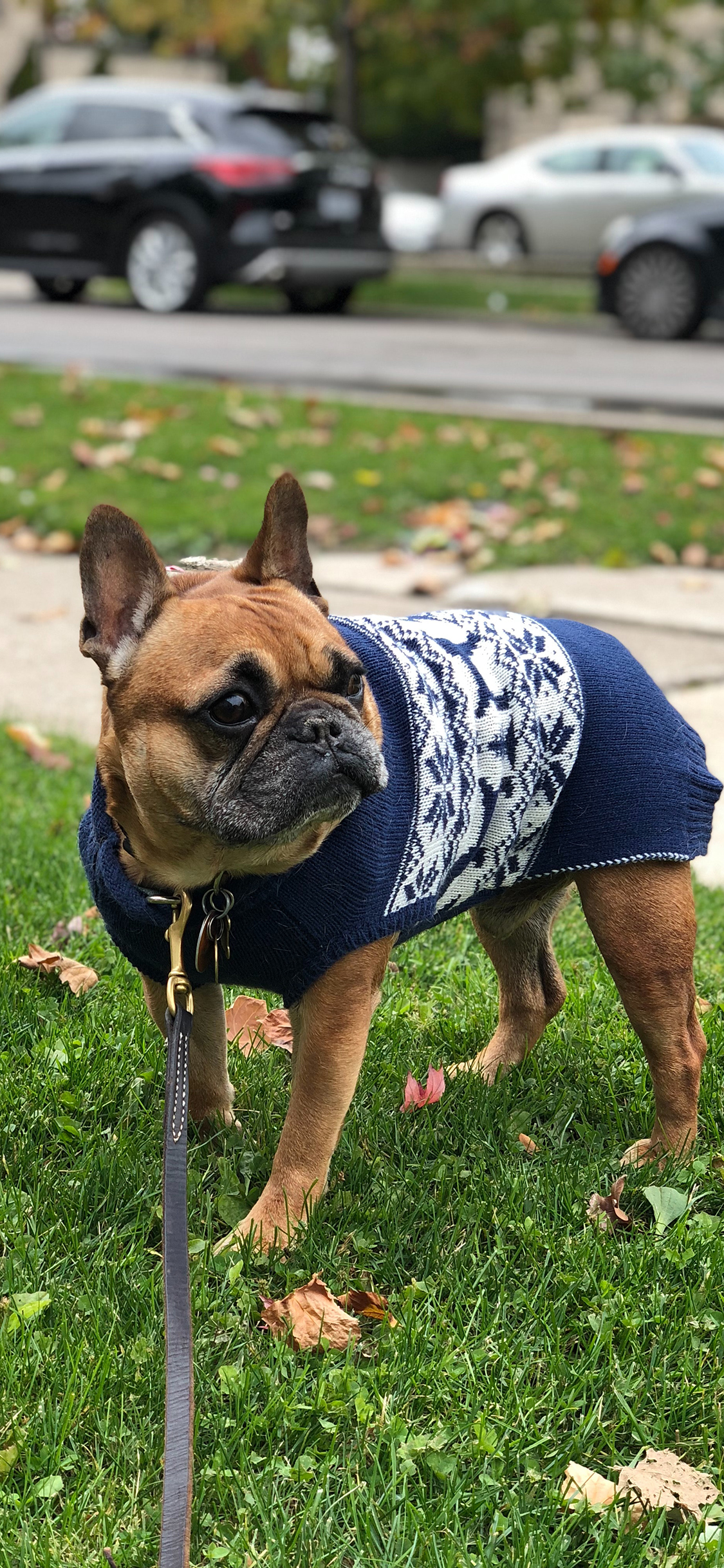 [2436×1125]斗牛 草地 宠物 狗绳 苹果手机壁纸图片