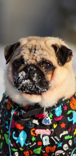 [2436x1125]斗牛 衣服 委屈 雪 苹果手机壁纸图片