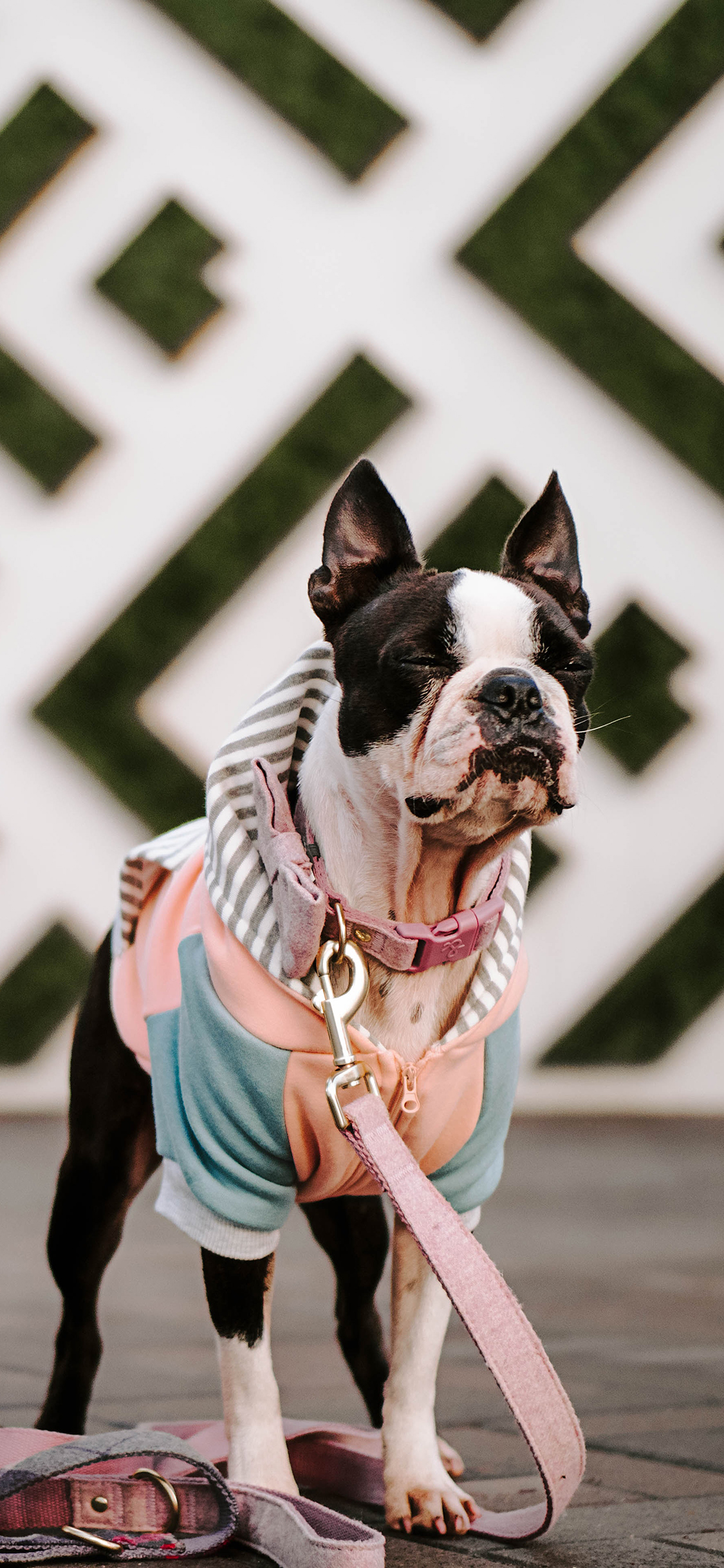 [2436×1125]斗牛 遛狗 宠物 牵引绳 苹果手机壁纸图片