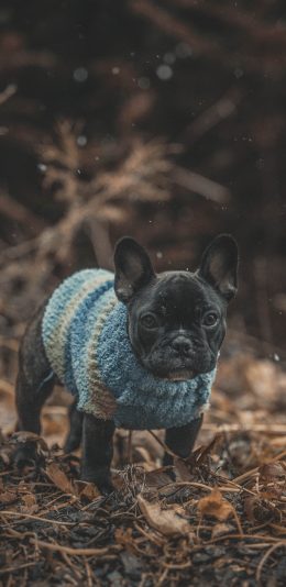 [2436x1125]斗牛 野外 落叶 宠物 苹果手机壁纸图片