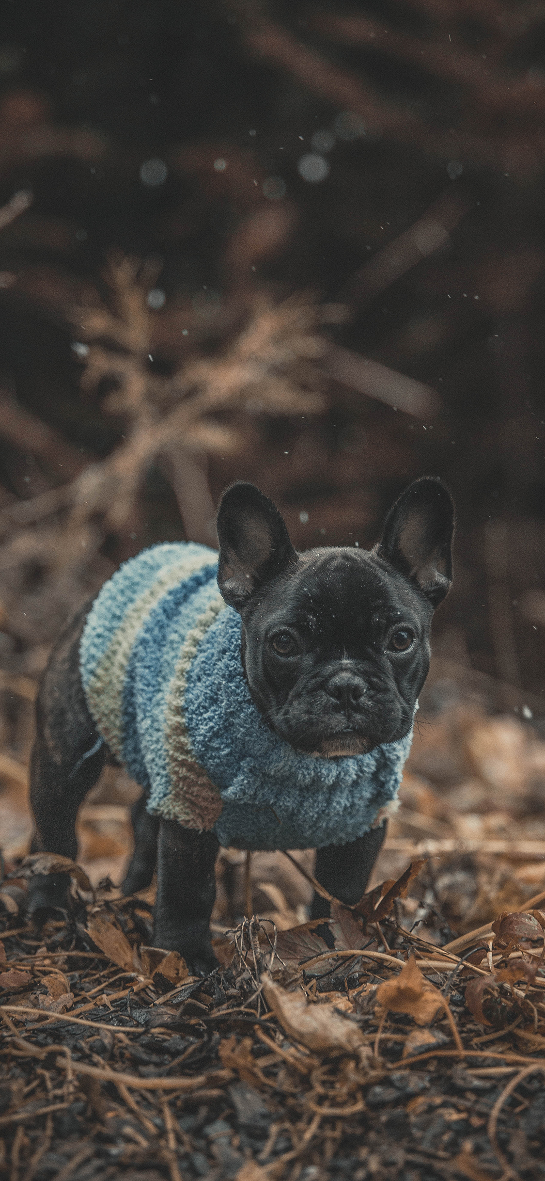 [2436×1125]斗牛 野外 落叶 宠物 苹果手机壁纸图片