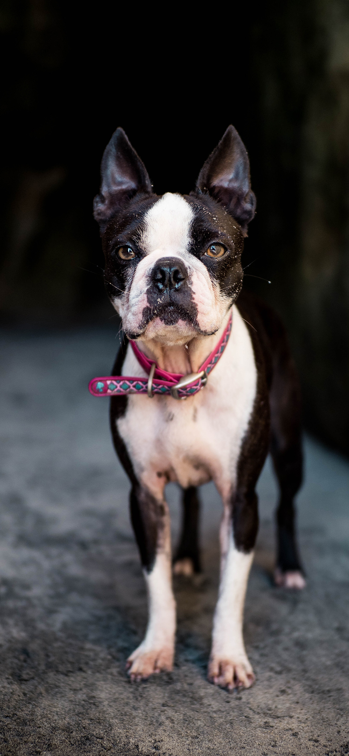 [2436×1125]斗牛 项圈 宠物 竖耳 苹果手机壁纸图片