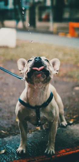 [2436x1125]斗牛 饮水 宠物 项圈 苹果手机壁纸图片