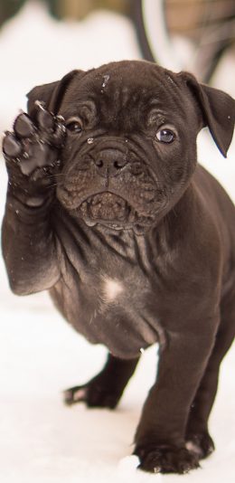 [2436x1125]斗牛 黑 雪地 卖萌 苹果手机壁纸图片