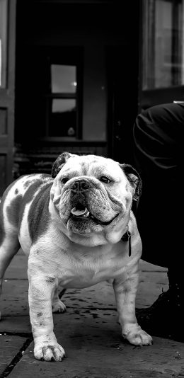 [2436x1125]斗牛 黑白 宠物狗 凶悍 苹果手机壁纸图片