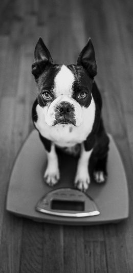 [2436x1125]斗牛犬 宠物狗 汪星人 扫地机器人 黑白 苹果手机壁纸图片