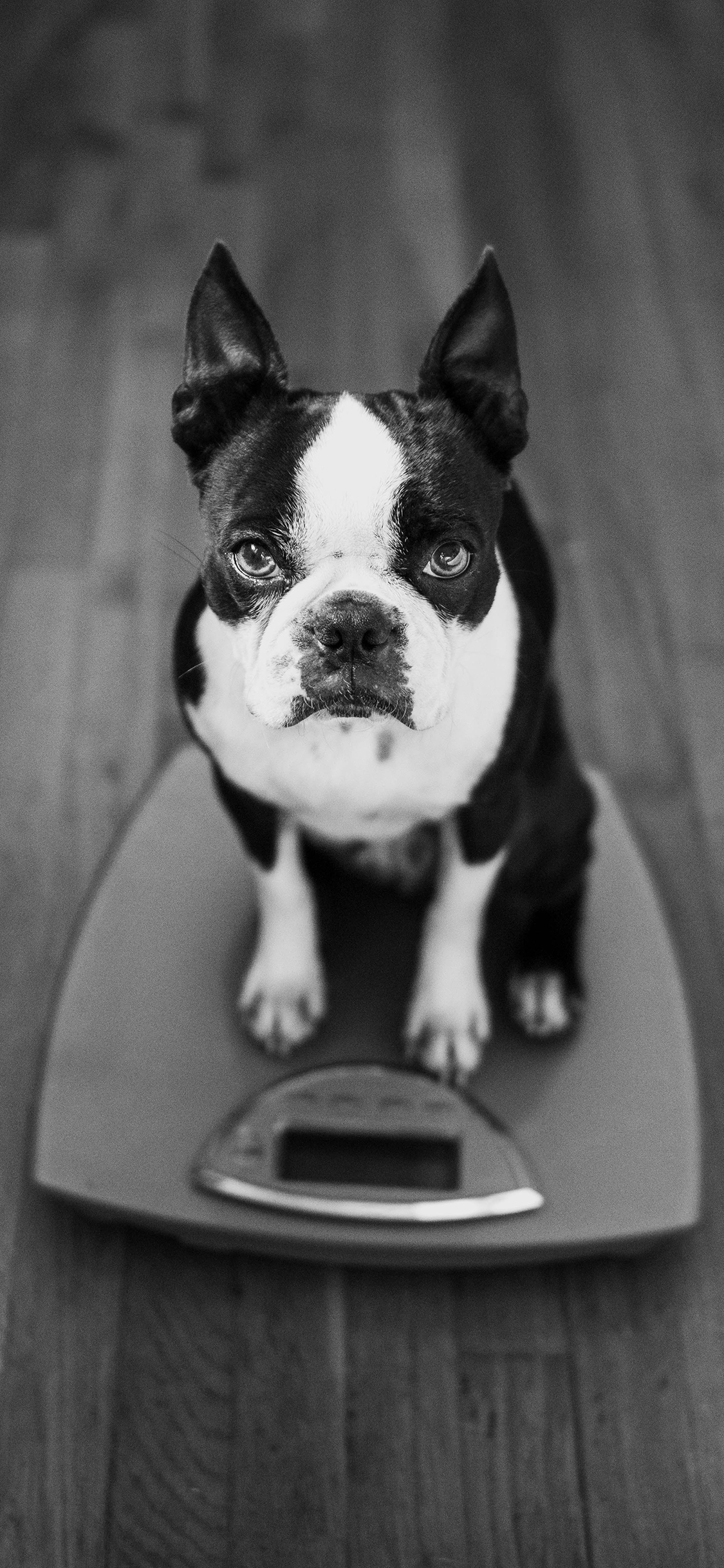 [2436×1125]斗牛犬 宠物狗 汪星人 扫地机器人 黑白 苹果手机壁纸图片