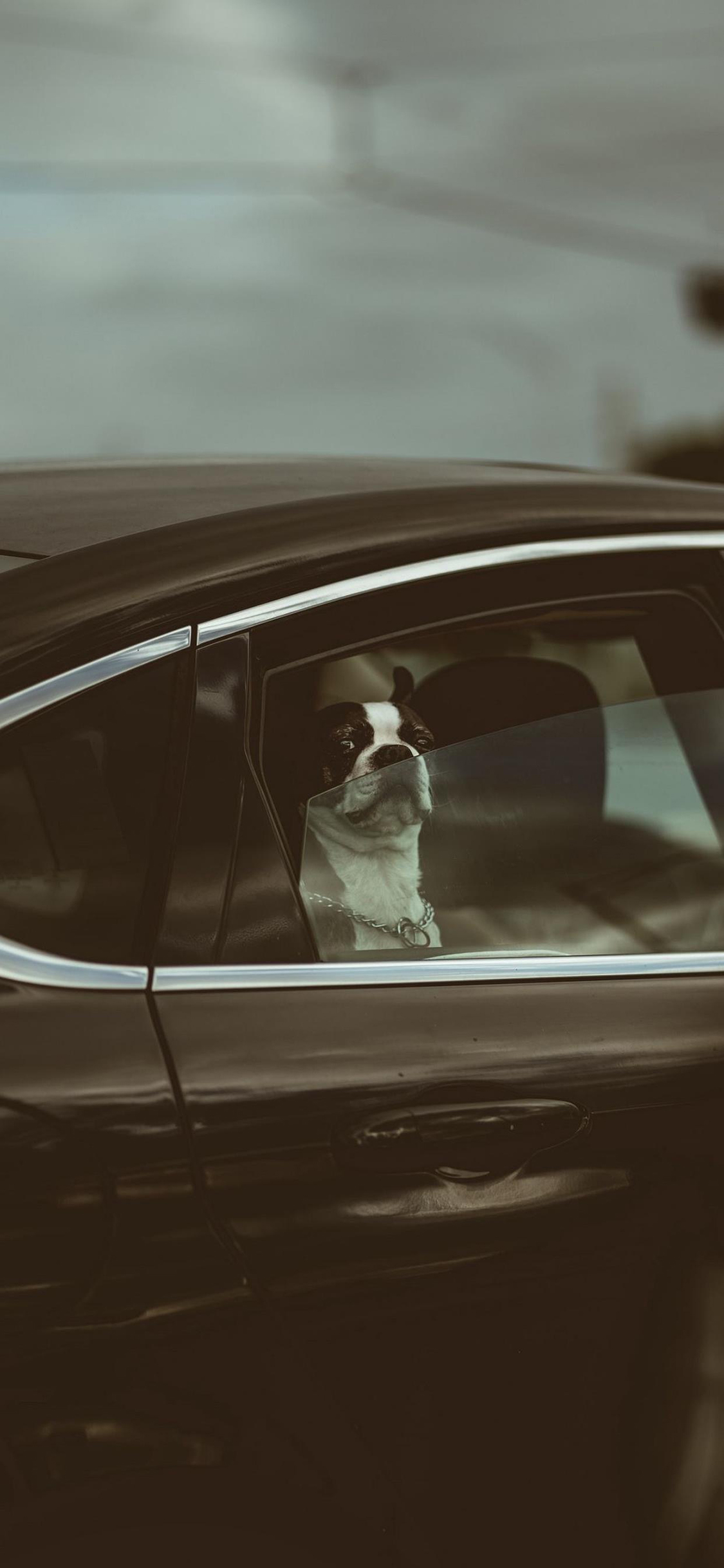 [2436×1125]斗牛犬 汪星人 宠物 汽车 苹果手机壁纸图片