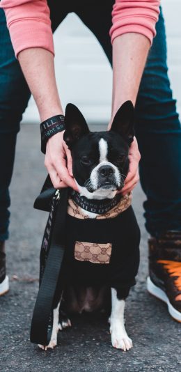 [2436x1125]斗牛犬 汪星人 狗 宠物 苹果手机壁纸图片